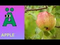 ABC Phonics Song | Alphabet letter sounds | ABC learning for toddlers | Education ABC Nursery Rhymes