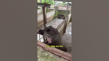 Lỗi cơ bản hay mắc phải khi xây chuồng nuôi heo rừng lai #heorừnglai #shorts