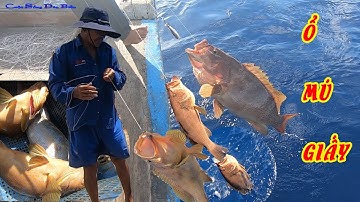 CÂU CÁ BIỂN TRƯỜNG SA 24║Bén Mồi Trúng Hang Ổ MÚ GIẤY, Giật Đứt Cả Tay│CUỘC SỐNG DÂN BIỂN.