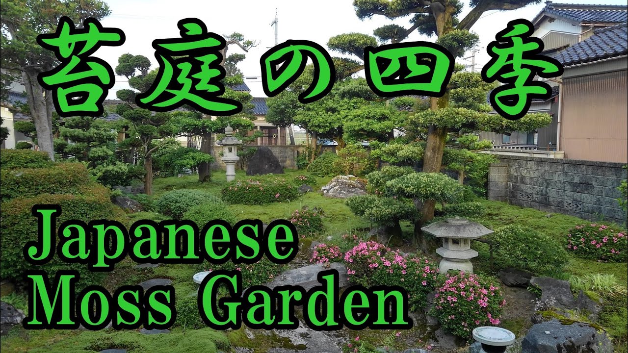 苔庭の雑草の取り方 Youtube