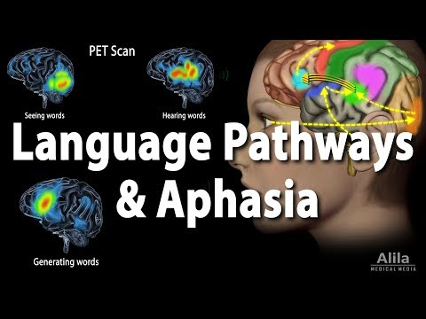 Language Pathways and Aphasia, Animation