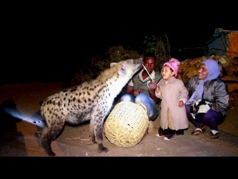 13 Unglaubliche Hyänen, Die Ihre Beute Skrupellos Vor Der Kamera Verschlingen