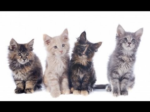 Dessin Dessiner Des Races De Chats Niveau Facile Youtube Dessin Dessiner Des Races De Chats Niveau Facile Youtube
