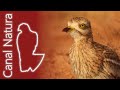 Alcaraván común (Burhinus oedicnemus) Eurasian Thick-knee 4K