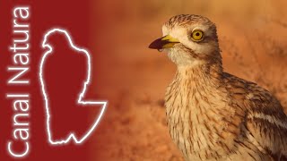 Download lagu Alcaraván común (Burhinus oedicnemus) Eurasian Thick-knee 4K