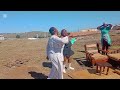 RURAL VLOG| My Makazi Visits My Employees And I In My Parents Rural Homestead| Braai| Champagne🍾🥂