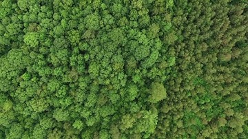 Peaceful Forest Canopy 🌳 Tree Top Relaxation + Soothing Music for Stress Relief & Sleep