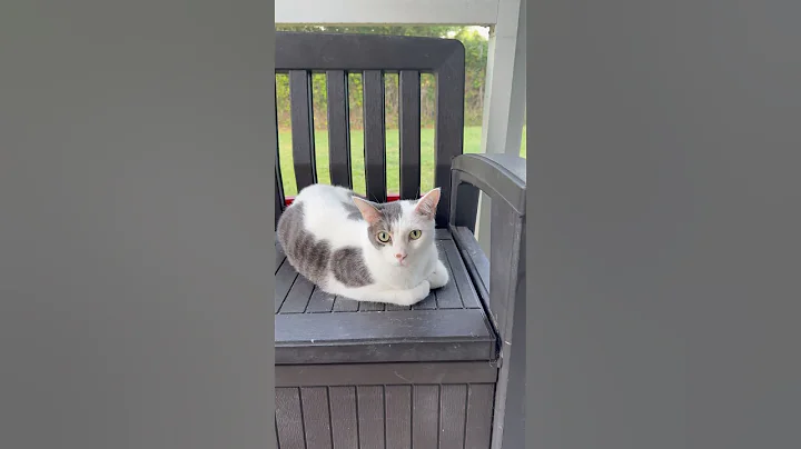 they know their names #cat #catlovers #shorts