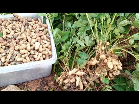 Video: Varieti dan jenis kacang. Foto dan penerangan
