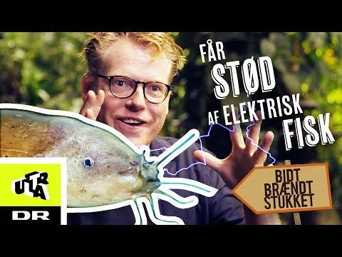 Video: Støder elektriske ål?