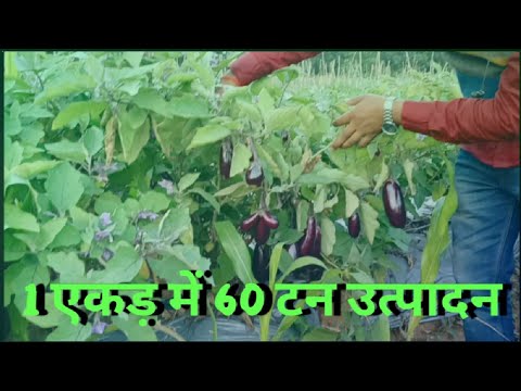 1एकड़ में 60 टन उत्पादन।VNR 212।@CG FARMER