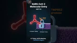 SARS-CoV-2 CELL ENTRY EXPLAINED | ACE2 &amp; TMPRSS2 | NEET PG GOLD