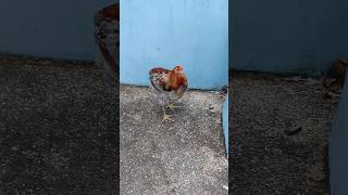 Araucana Chicken ❤️‍🔥❤️‍🔥#chicken #video #viral