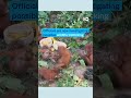 5 baby orangutans rescued... in India? | DW News