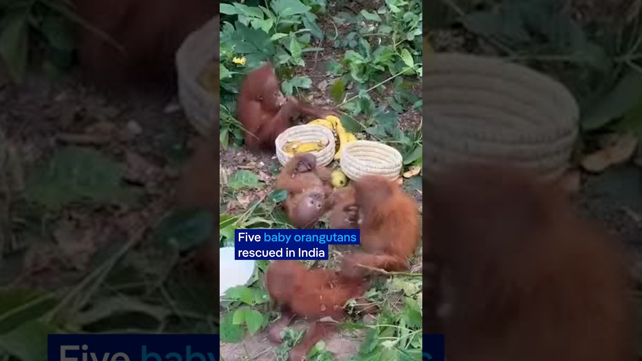5 baby orangutans rescued... in India? | DW News