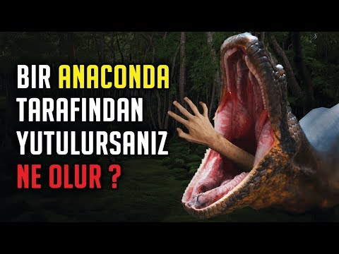 Bir Anaconda Tarafından Yutulursanız Ne olur ? #MeraklıSorular