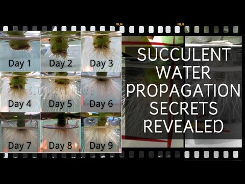 Video: Succulent Water Propagation: Lub Tswv Yim Rau Kev Loj Hlob Hauv Dej