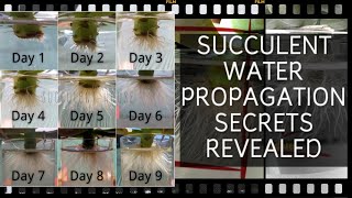 Fast and Easy Succulent Water Propagation | Grow Succulents fast with this method