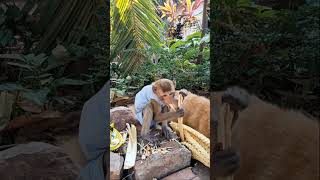 Monkeys and dogs #monkey #monkeysr #monkeysworld #babymonkeybobby #monkeyvideo #monkeybehavior