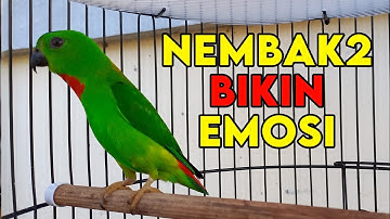 SERINDIT GACOR, COCOK UNTUK PANCINGAN SERINDIT AGAR BUNYI, SERINDIT BETINA & SERINDIT JANTAN