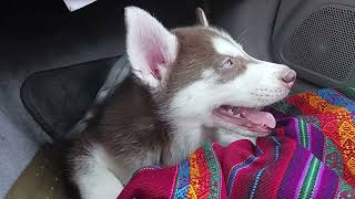 #puppy getting stressed while heading to hospital