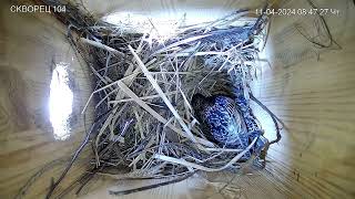 Скворец скоро достроит гнездо Starling will soon complete the nest #starling #online #Russia #Kaluga