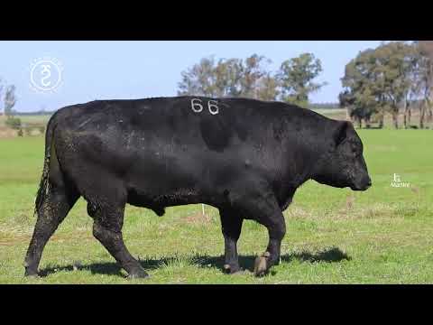 LOTE 66