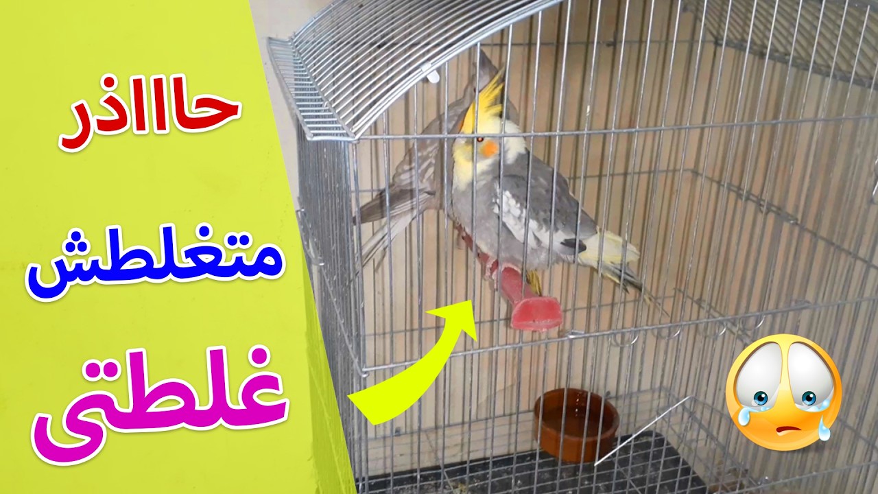 مشكلة كبيرة مع الكوكتيل ربنا يسترها عليهم