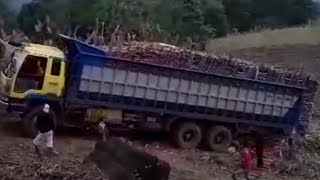 Harvesting Sugarcane10 Wheeler Trucks Loadedbuhay Probinsyamy Family Product Sunday