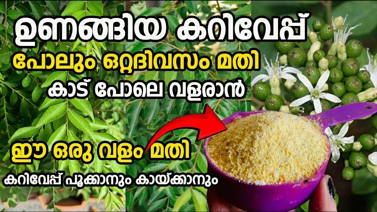 ഉണങ്ങിയ കറിവേപ്പ് ഒറ്റ ദിവസം കൊണ്ട് കാടുപിടിച്ച പോലെ വളരാൻ ഇത് മതി||Easy way to grow curry leaves