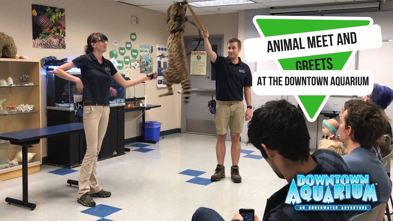 Meet and Greets at the Downtown Aquarium Denver YouTube