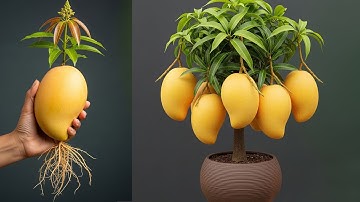 🥭2 Tricks to grow of mango | How to grow mango tree in pot | Mango tree care