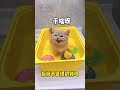 【獨生子的日常】如何对付不聪明又不爱洗澡的猫咪#小奶喵 #铲屎官的乐趣 image
