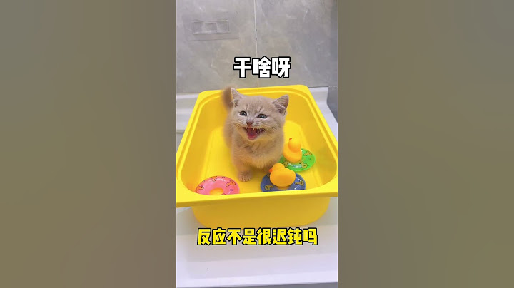 【獨生子的日常】如何对付不聪明又不爱洗澡的猫咪#小奶喵 #铲屎官的乐趣