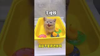 【獨生子的日常】如何对付不聪明又不爱洗澡的猫咪#小奶喵 #铲屎官的乐趣