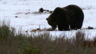 Famous I Found the Grizzly...Then the Snow Revealed a Secret Wealth