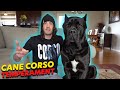 Cane Corso Temperament