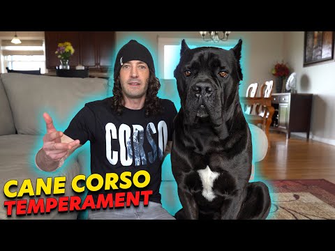 Video: Temperamenti Nei Cani