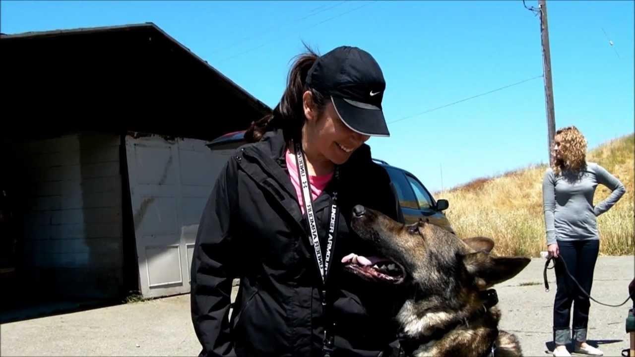 Focus & Distractions Dog Obedience Training Cali K9® Bay Area Dog