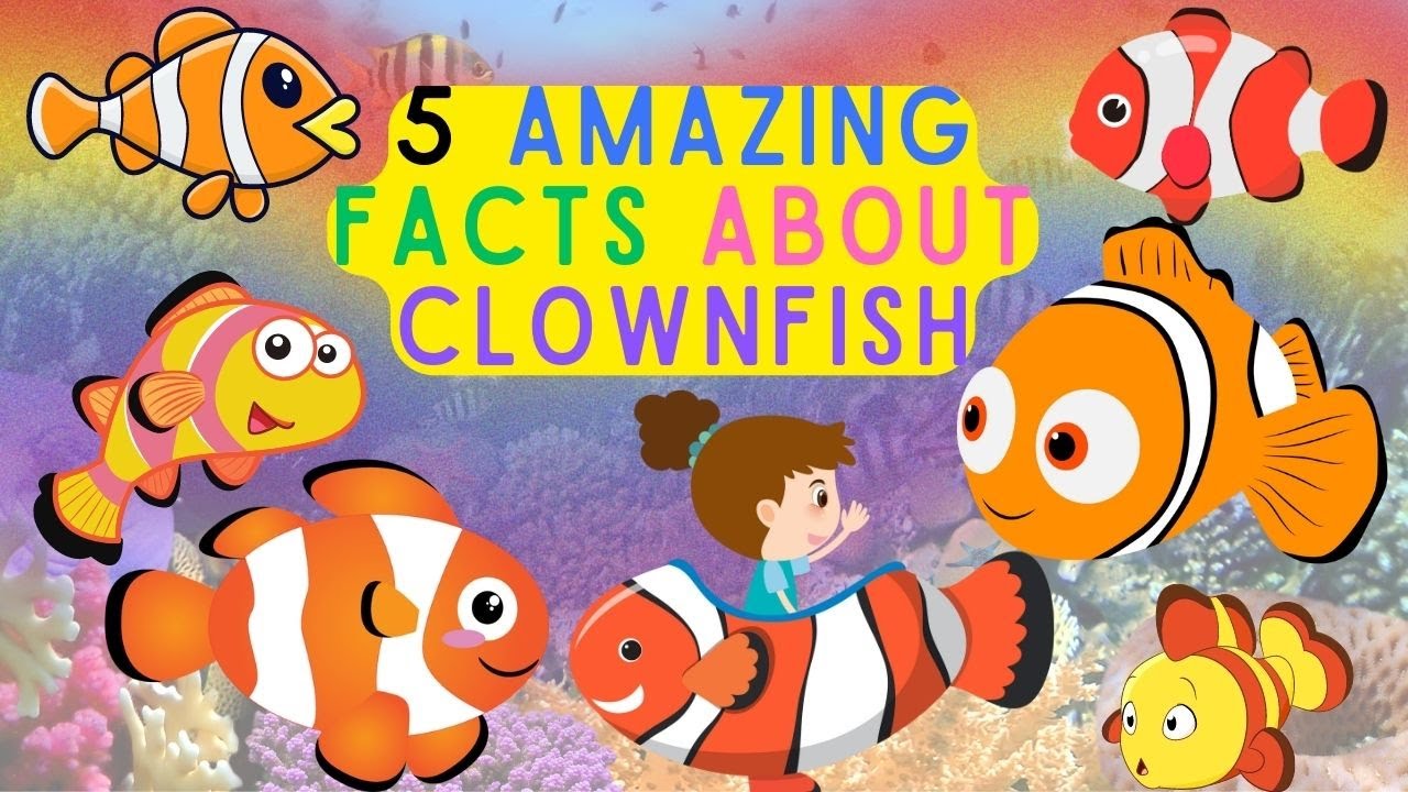 Amazing World of Clownfish | Animal videos for kids Toddler - YouTube