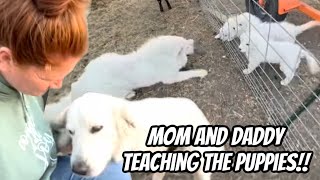 The Puppies Final Days With￼ Their ￼Mom And Daddy ￼ by Life On The Eddy Family Farm 8,975 views 1 month ago 22 minutes