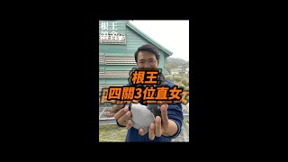 灰母22-259660【根王鴿舍】【根王大滿貫】 | 賽鴿 | 信鴿 | 種鴿  | racing pigeon