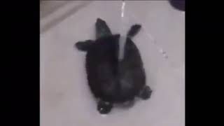 Turtle dancing to gassed up