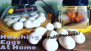 How to hatch ducklings from eggs at home using Brinsea Maxi II Eco Incubator - start to finish screenshot 5