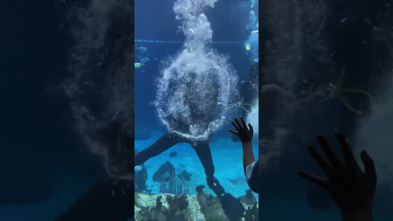 How to go Scuba Diving at Disney World Epcot Dive Quest YouTube