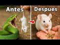 Crié una Rata de Zoológico como Mascota