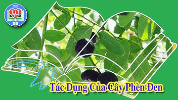Tác Dụng Của Cây Phèn Đen Đối Với Sức Khỏe Chủ Động Con Người