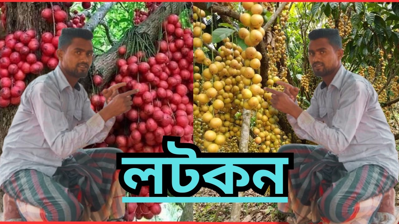 লটকল এর সিজন এসে পড়ছে আবার | যাদের গাছ বা চারা দরকার আমাদের সাথে যোগাযোগ করুন | #lotkon #লটকন #চারা