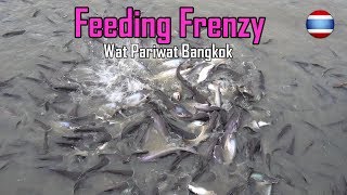 Feeding Striped Catfish Bangkok Thailand