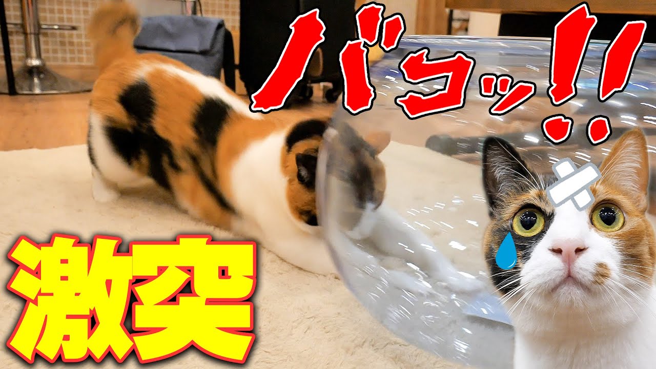 A lively cat crashes headfirst into a fishbowl, creating a